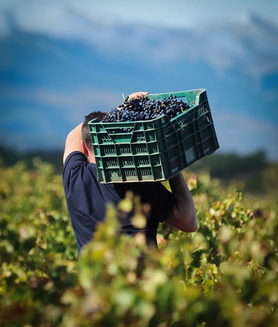 Shopware Shop mit WordPress und PIM